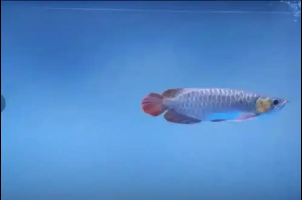 Jual ikan arwana super red