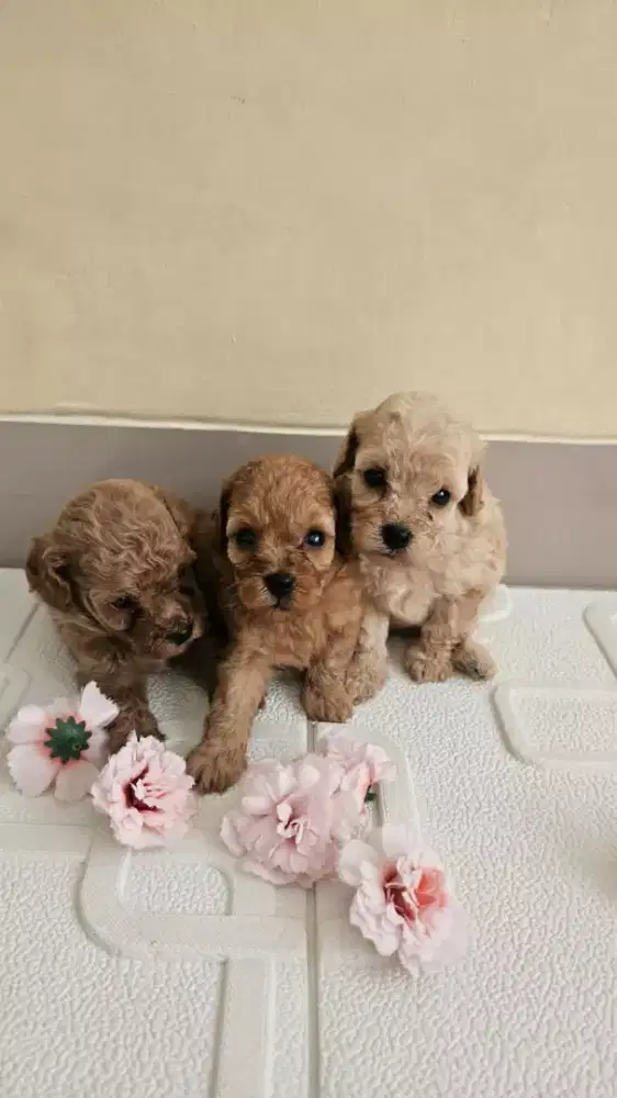 MURAH ANJING POODLE TOY STAB VAKS NEGO