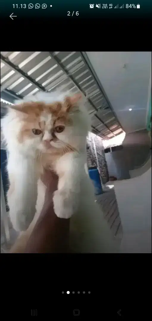 Jasa salon hewan peliharaan panggilan