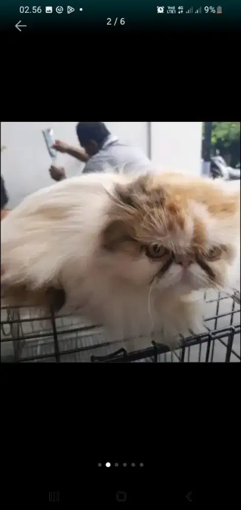 Juragan Grooming panggilan