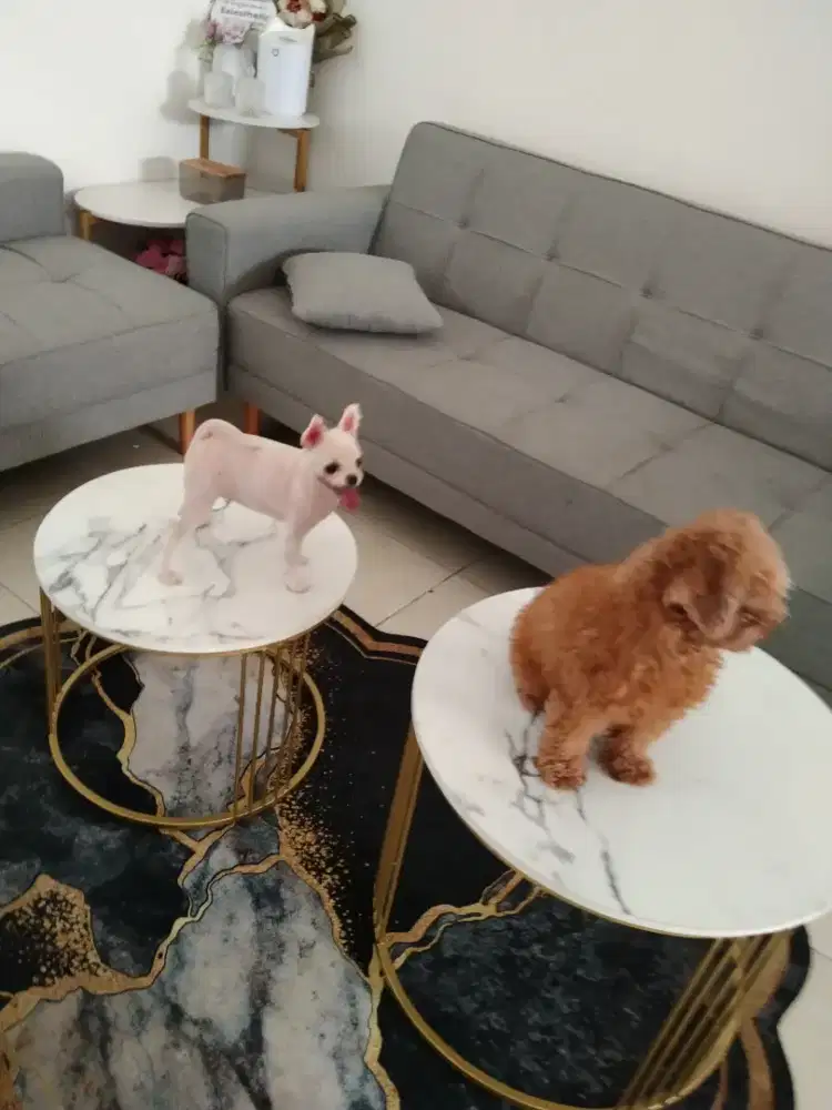 Juragan Grooming panggilan cat dog terdekat