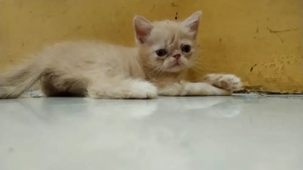 Kucing Persia Peaknose Krem Shorthair jantan