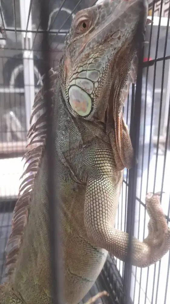 Iguana green big