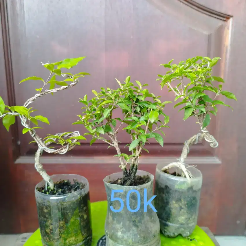 3 Pohon Bonsai  Sakumik