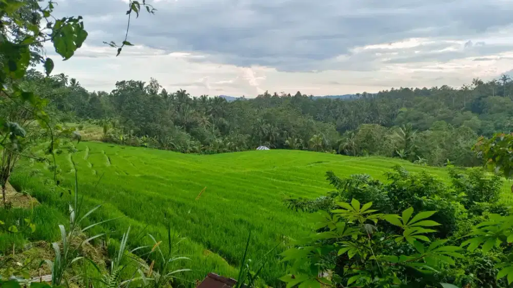 Tanah kebun murah di view cantik di tabanan bali.