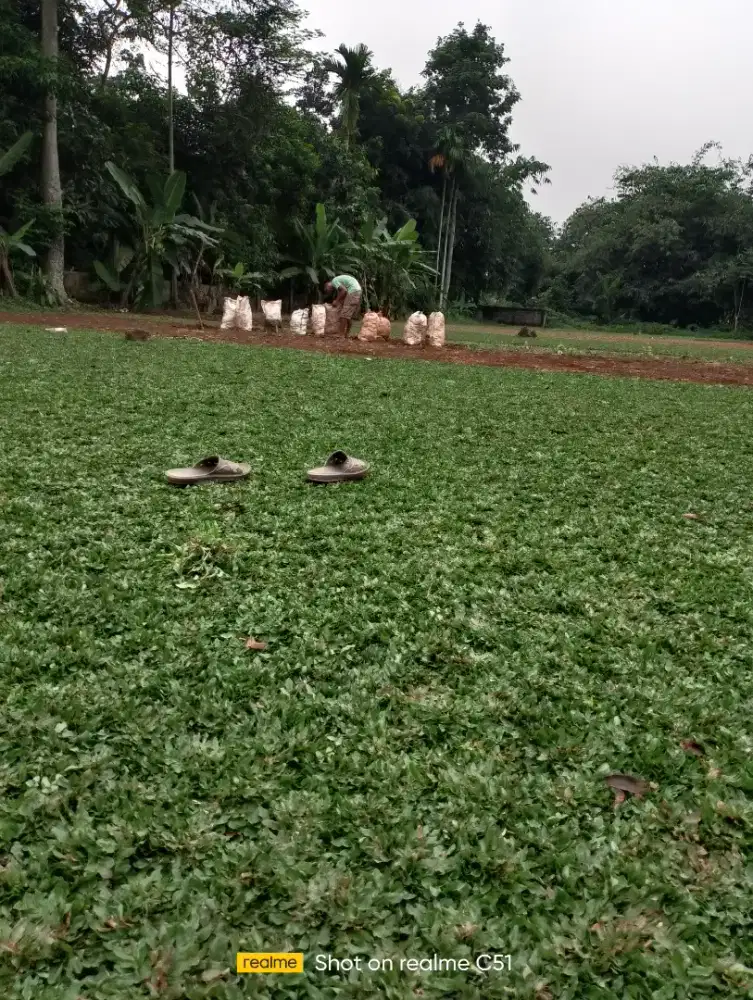 TUKANG RUMPUT GAJAH MINI