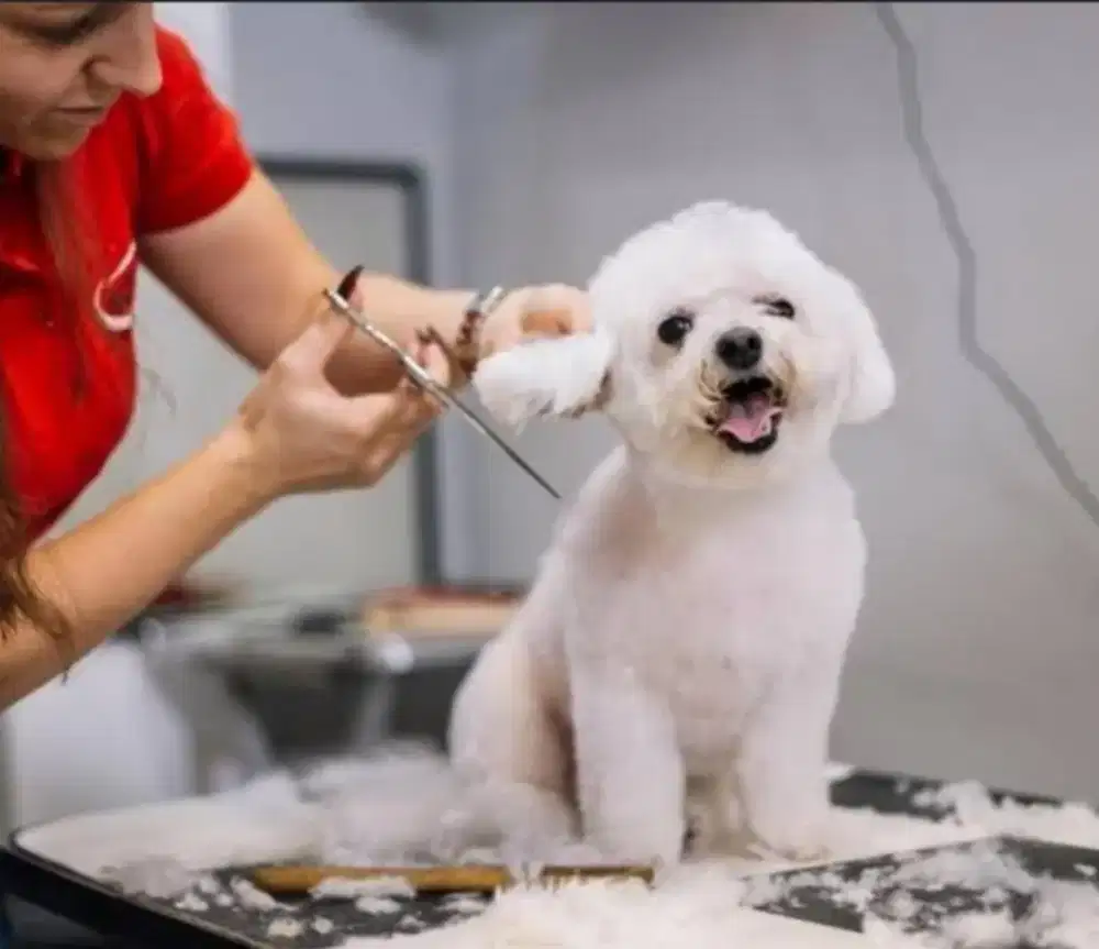 Lowongan Pekerjaan Groomer PetShop