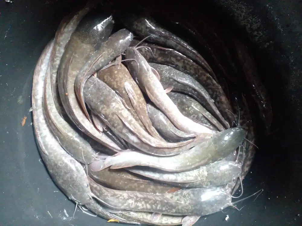 IKAN LELE KONSUMSI MURAH