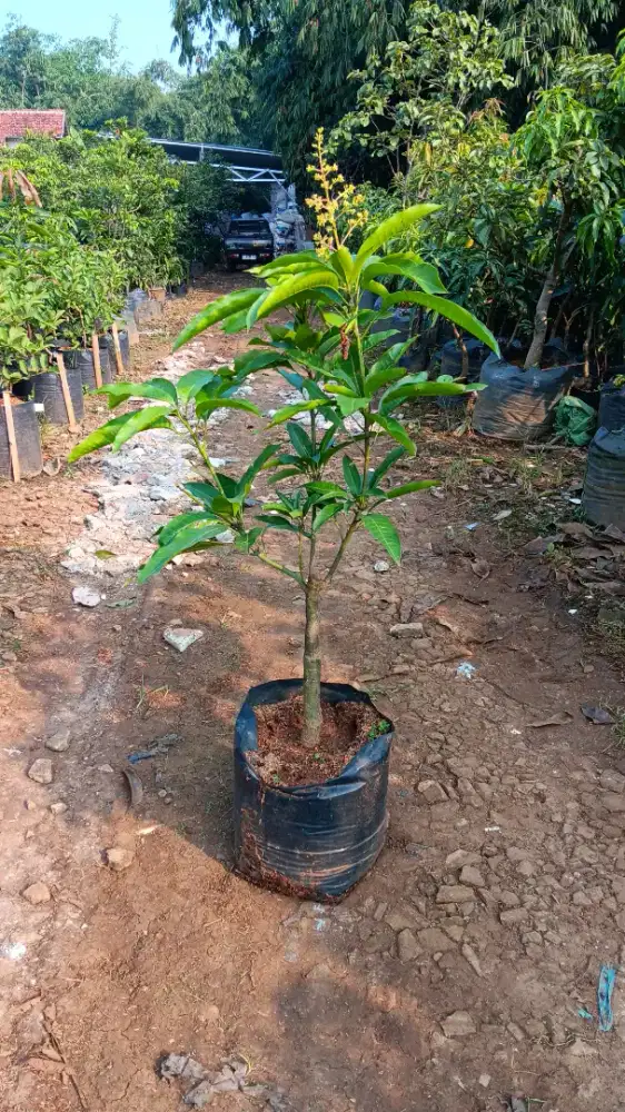 Bibit Mangga Polybag 50