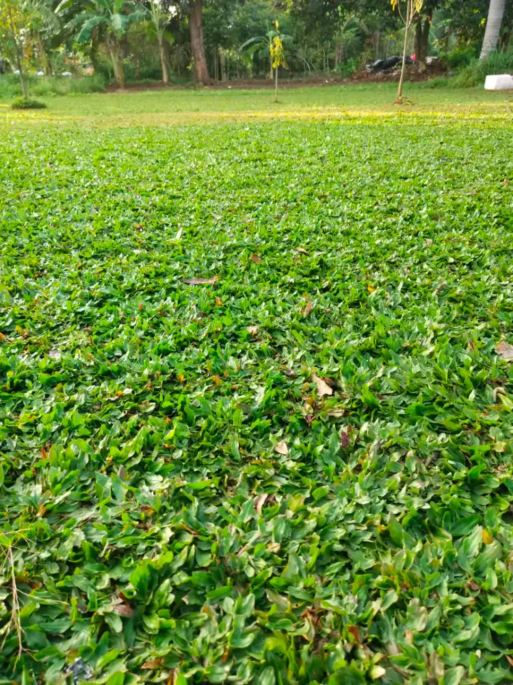 Tukang rumput taman rumput gajah mini
