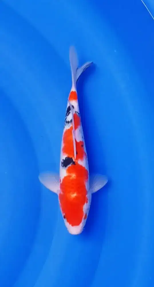 Koi Blitar sanke 1 ekor