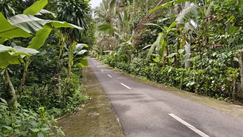 Tanah kebun termurah di tabanan bali.