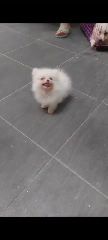 Anak anjing Superminipom & Toy Poodle cakep Murah