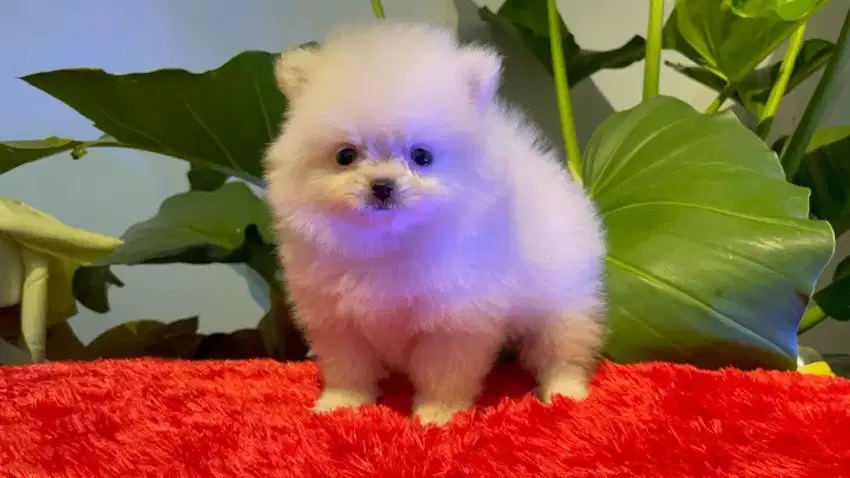 Anak anjing Superminipom & Toy Poodle cakep Murah