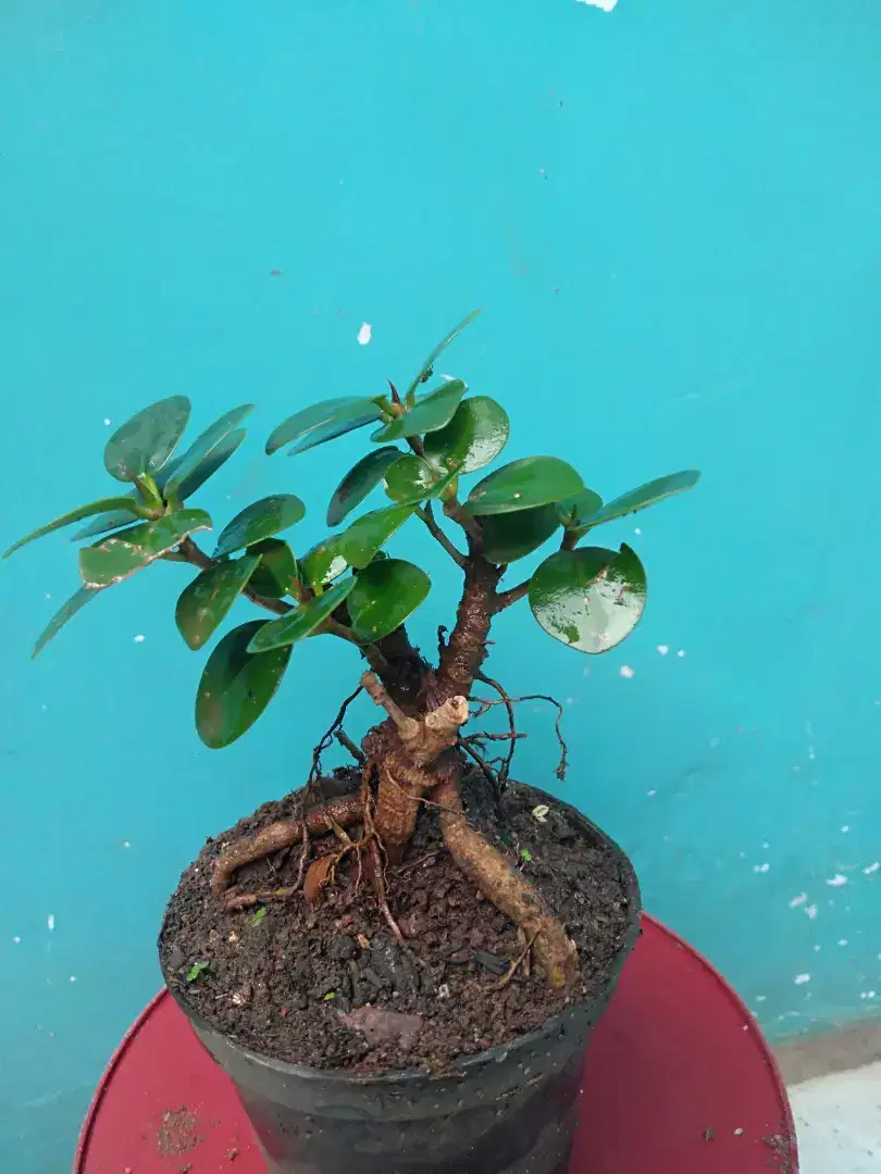 Pohon bonsai beringin mangkok