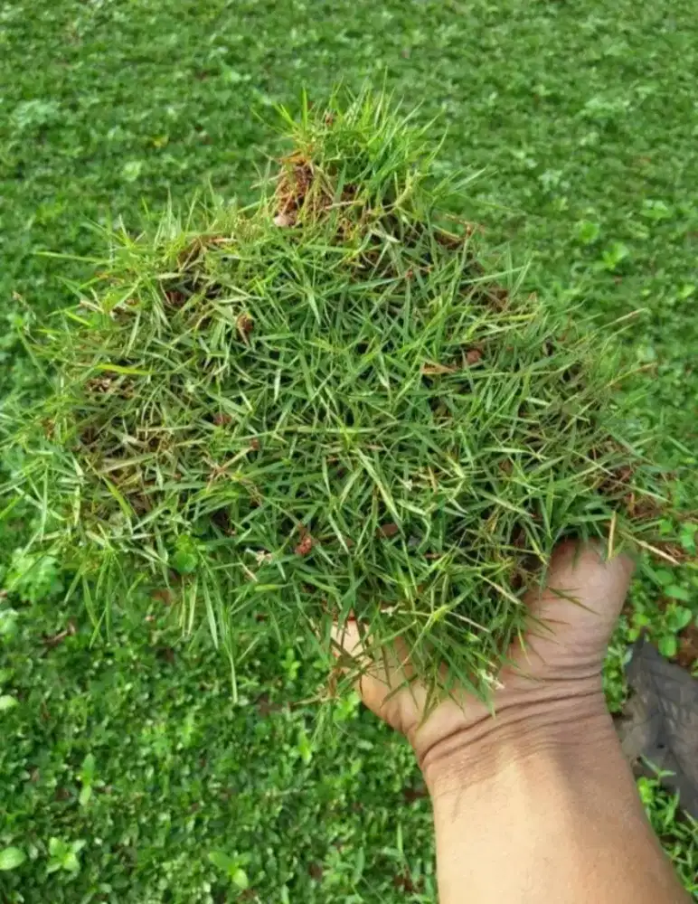 Rumput jepang rumput taman