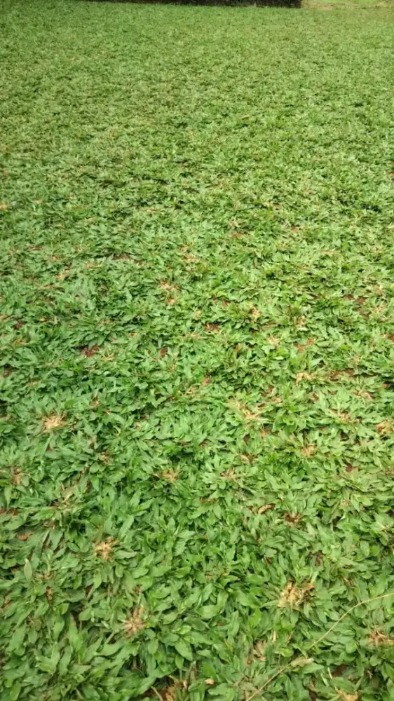 Jual rumput gajah mini rumput taman