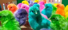 Ayam Warna Warni