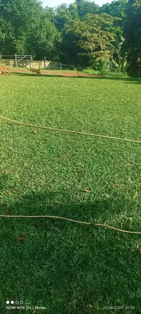 Rumput Gajah Mini Taman