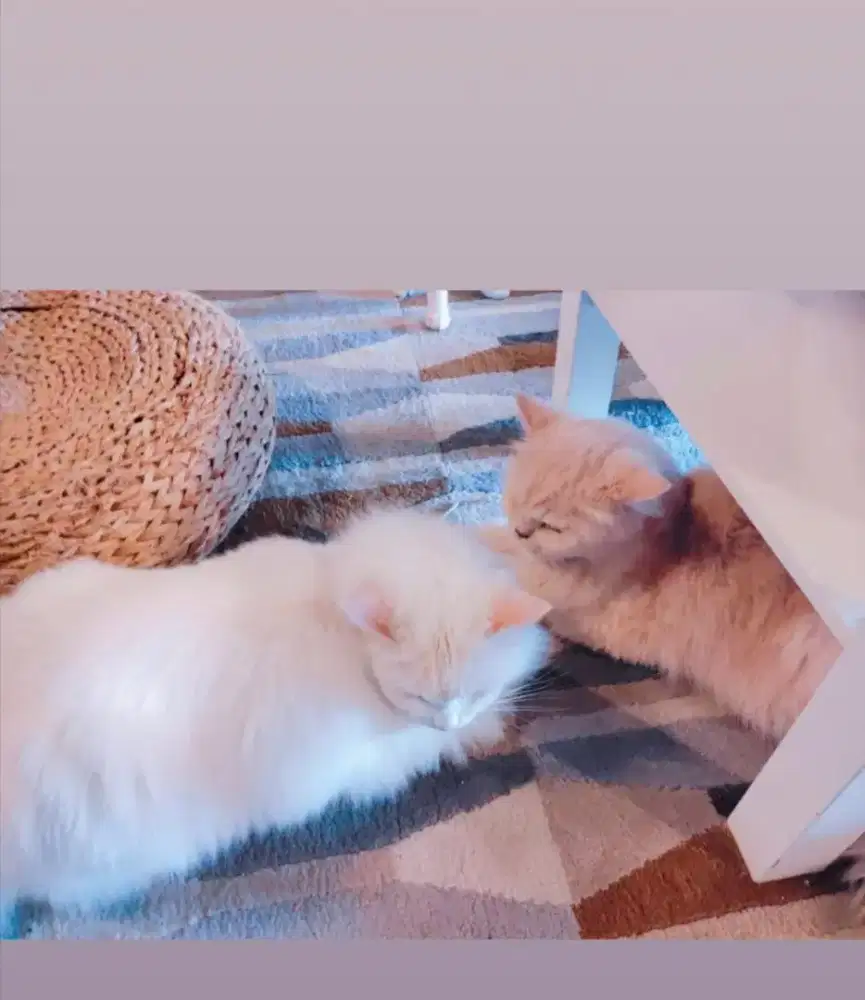 lowongan untuk Art / Pmbantu rmh tangga(TDK mnerima lwt penyalur/Calo)