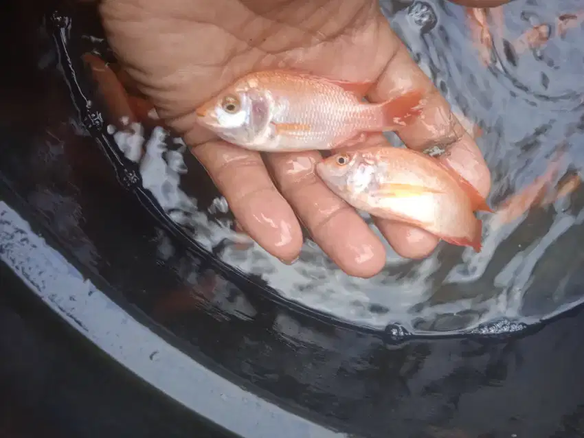 Jual bibit an ikan nila bangkok ikan redy yg minta WA