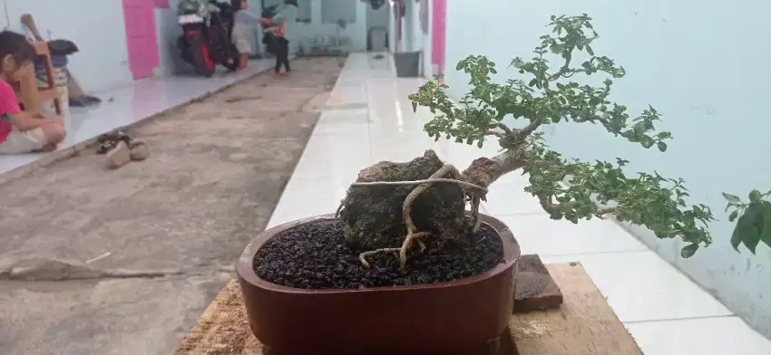 Bonsai sancang siap pajang