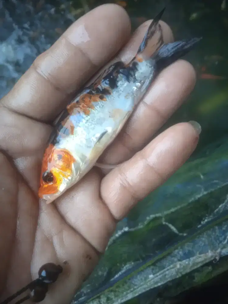 Jual bibit an ikan emas koy warna ikan redy yg minat cat WA