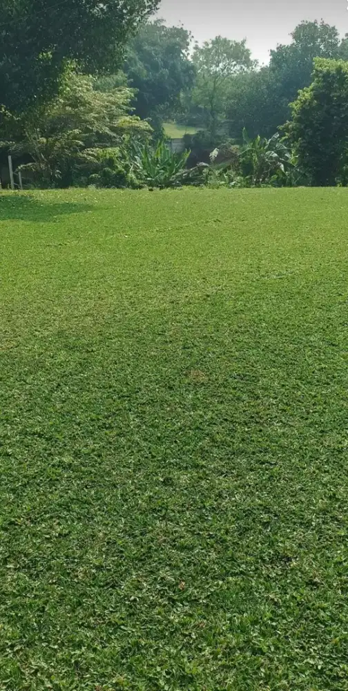 Jual rumput gajah mini 1mtr pul..