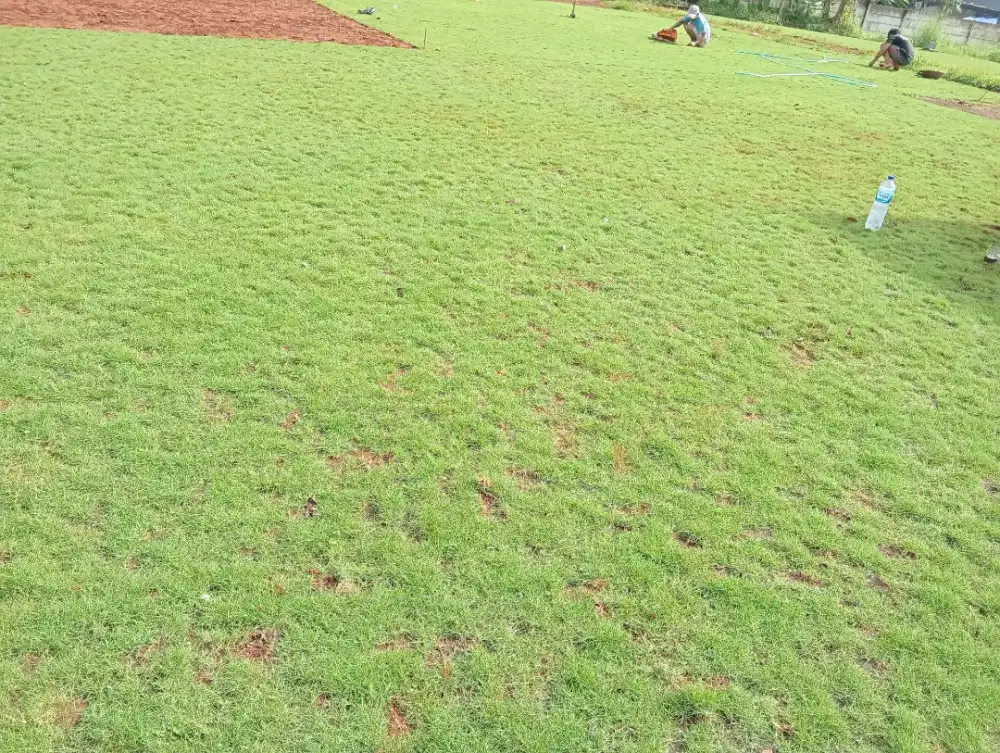 Rumput taman suwis harga permter