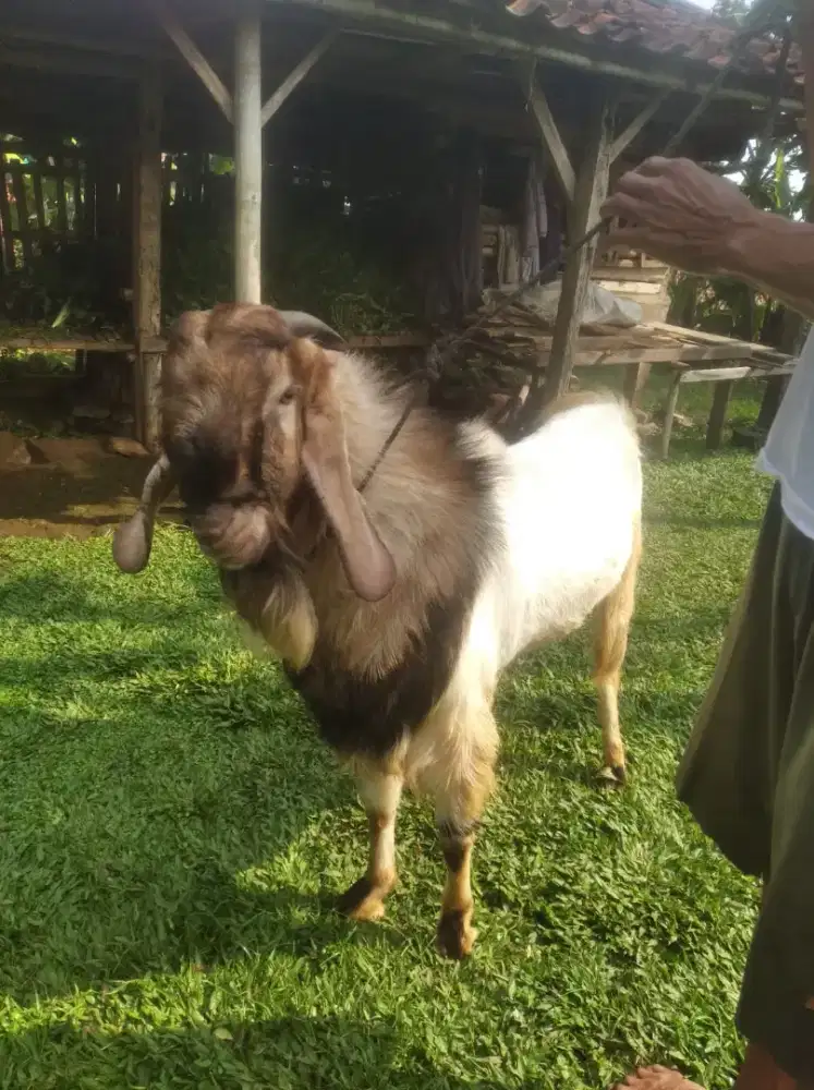 Jual Kambing  Aqiqah