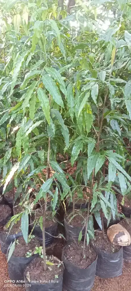 Pohon gelodogan tiang