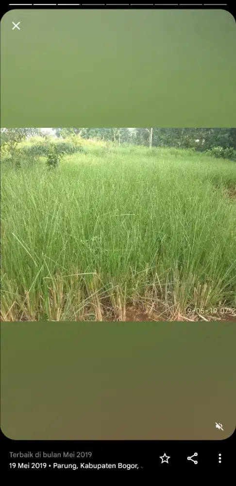 Rumput Vetiver Penahan Longsor