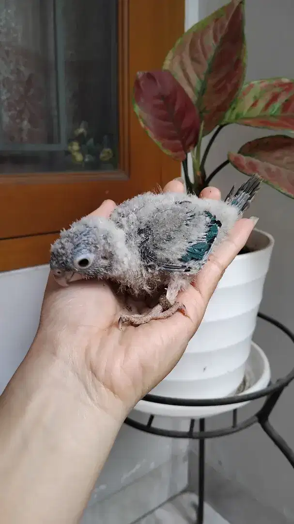 Baby Turquoise Opaline Conure