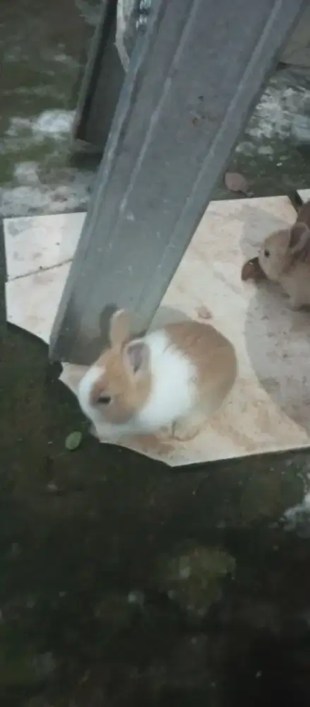 Jual kelinci lokal dan hias