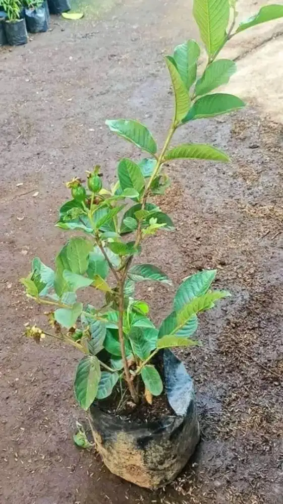 Tanaman buah jambu kristal hasil cangkokan