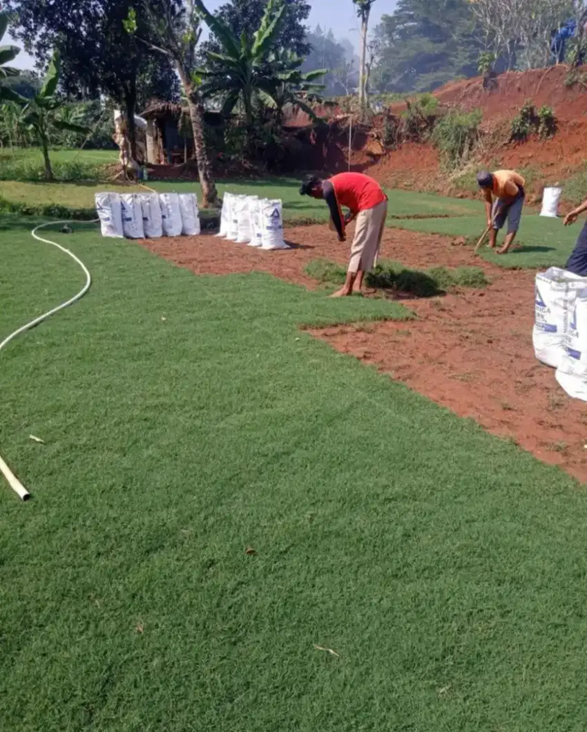 Rumput taman babat atau golf 1mtr persegi
