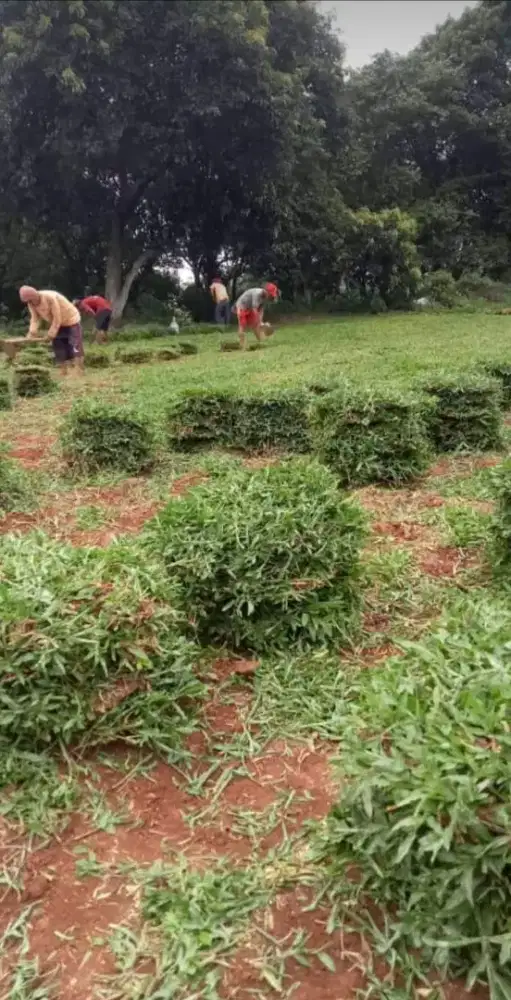 Rumput gajah biasa atau paitan harga 1mtr