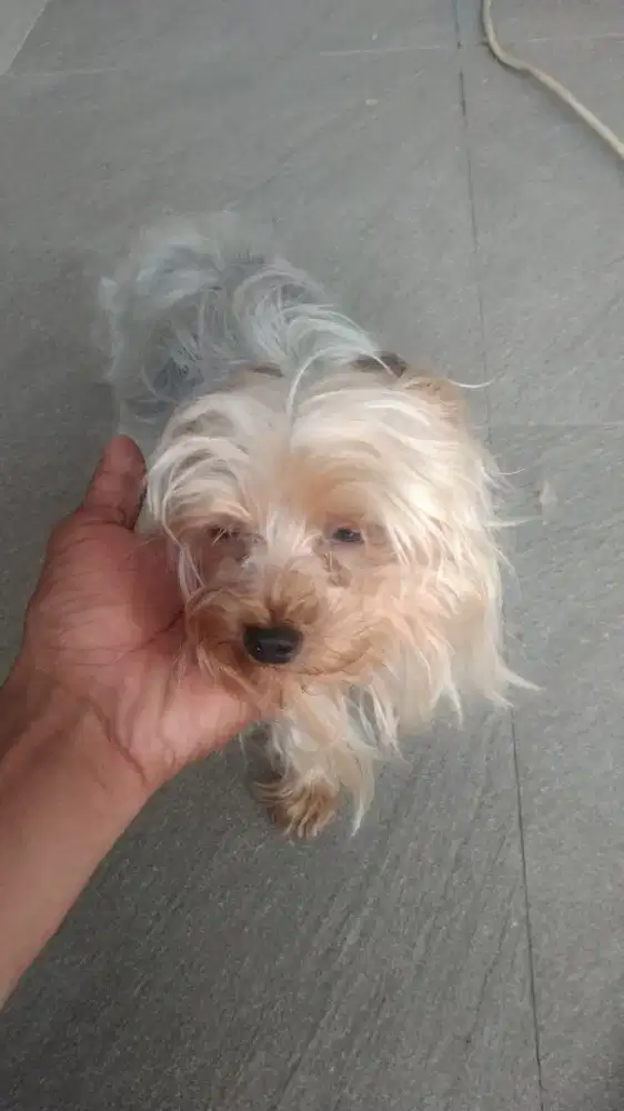 Juragan Grooming panggilan