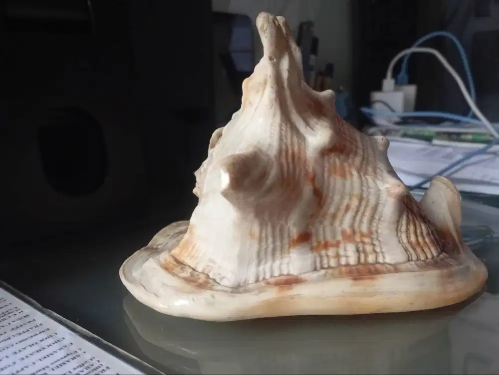 Obral Cangkang kerang Besar n mutiara Asli .