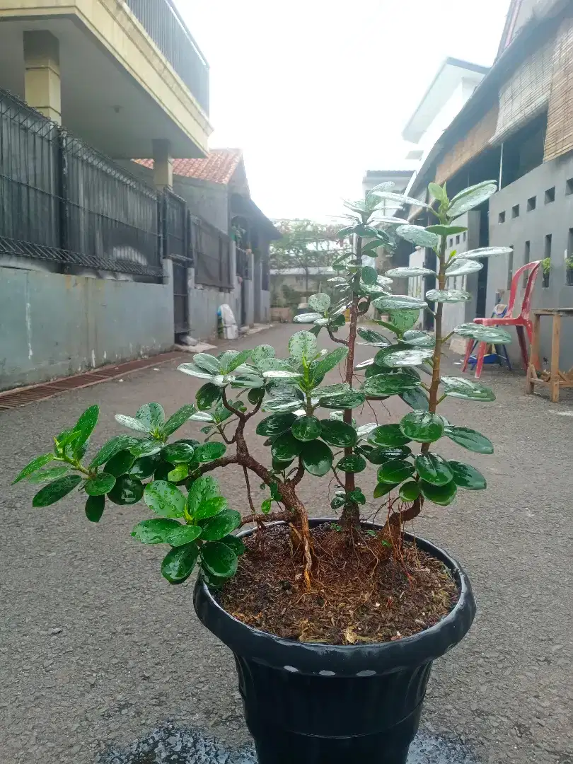 Bonsai Beringin Dolar