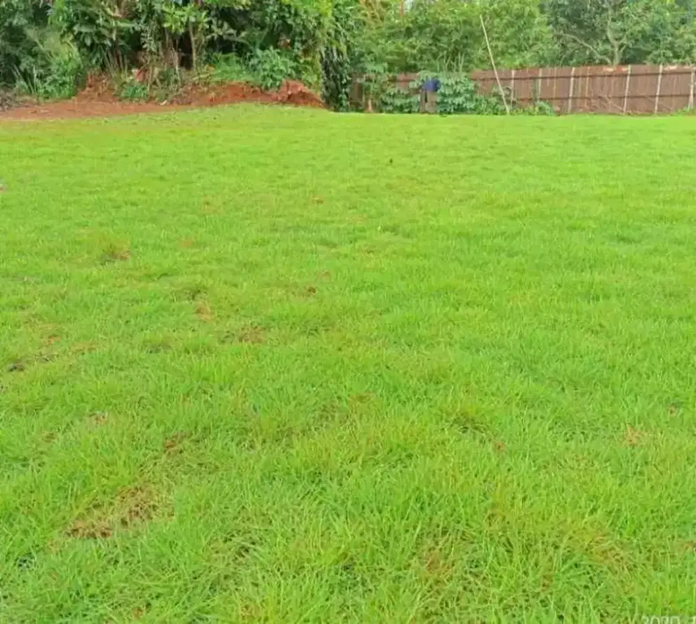 Rumput Taman Swiss Palling Laris