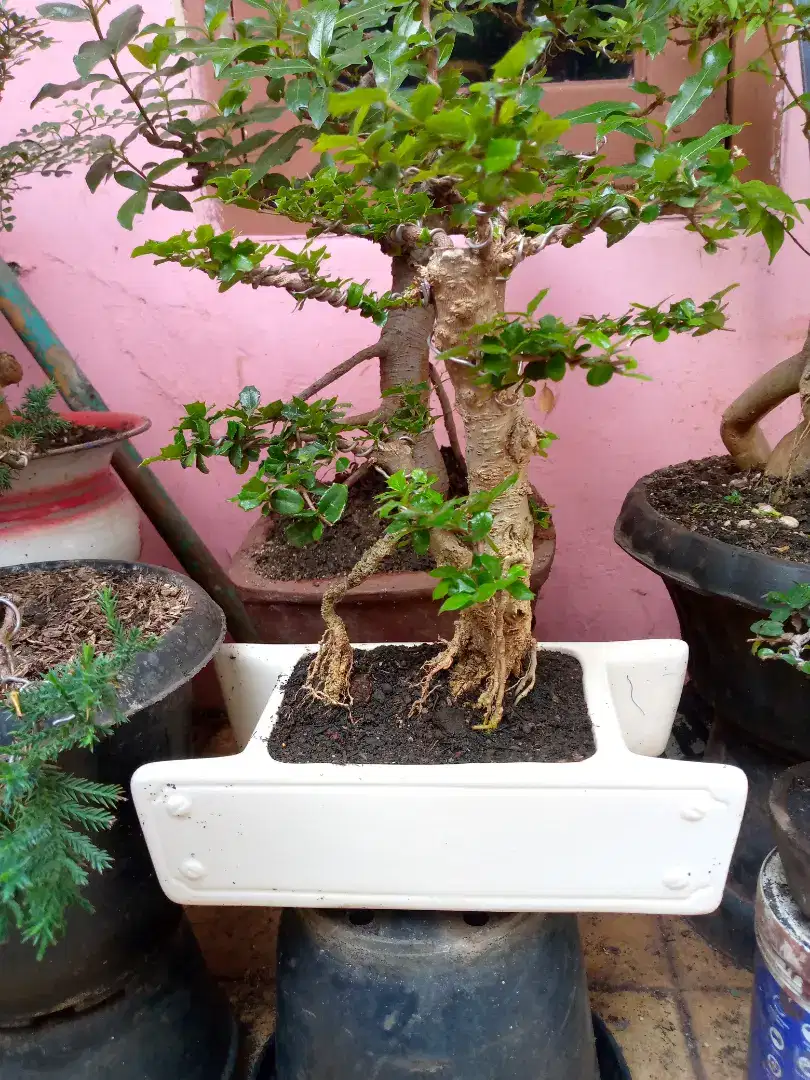 Pohon bonsai mirten