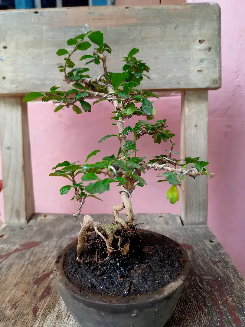 Pohon bonsai hokiantea buah