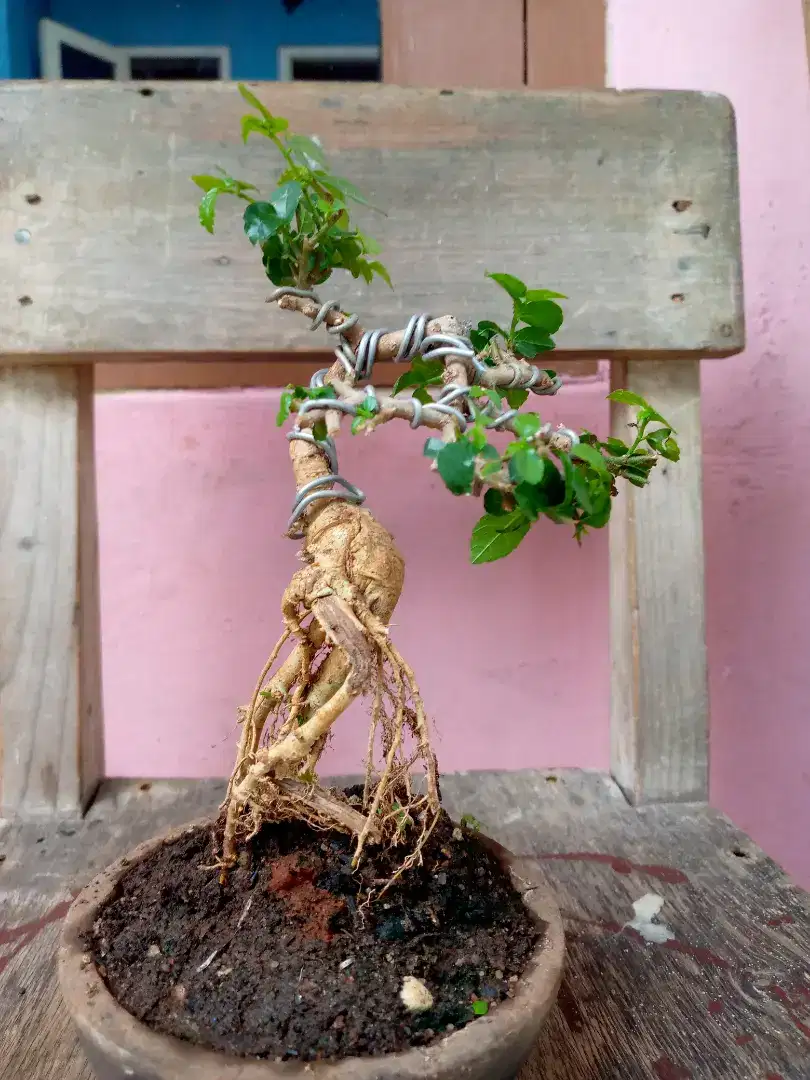 Pohon bonsai serut