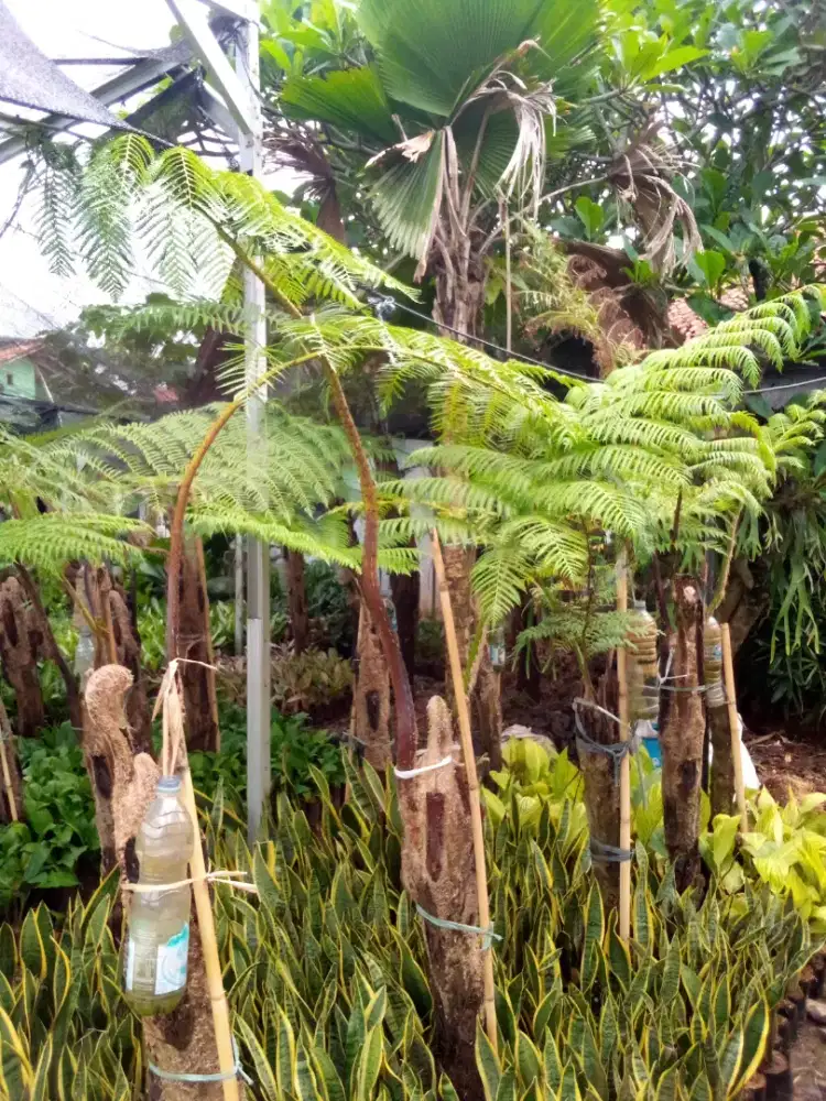 tanaman pakis monkey