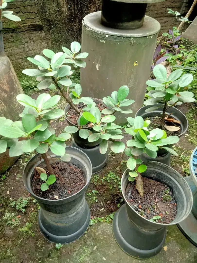 Ficus dolar bahan bonsai