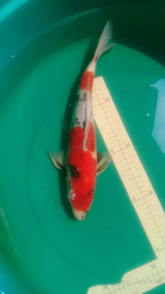 Ikan koi Showa tategoi 41cm warna red