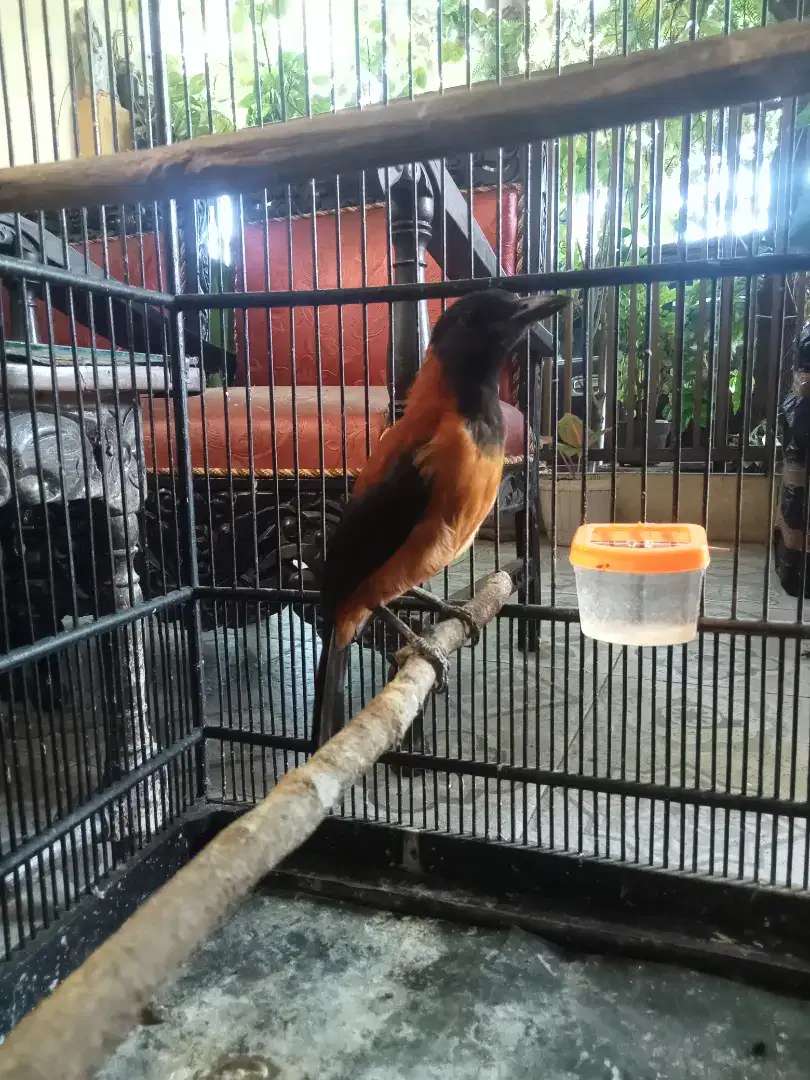 Hooded Pitohui Kepala Hitam