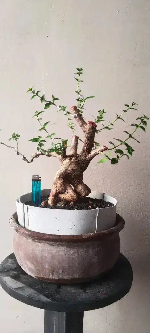 Bonsai sancang ori