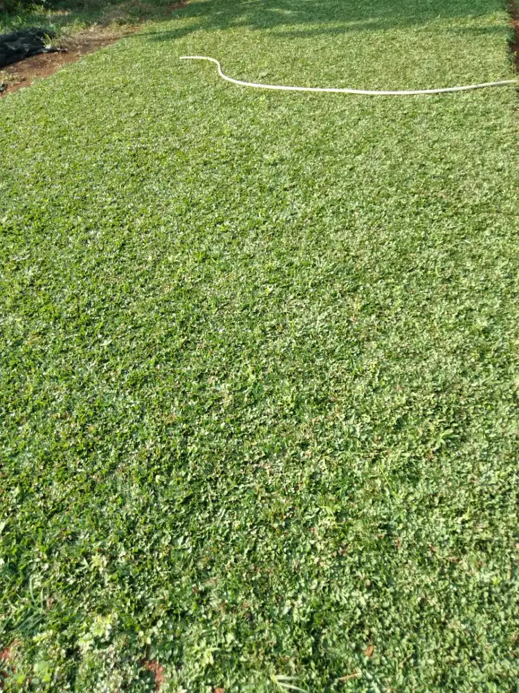 Rumput gajah mini murah